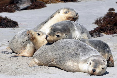 Small-Group Kangaroo Island 4WD Tour From Adelaide - Hervey Bay Accommodation 1