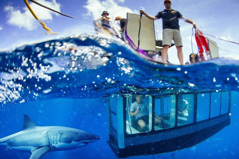 White Shark Tour With Optional Cage Dive From Port Lincoln - Tourism Hervey Bay 0