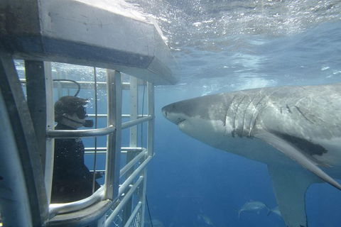 White Shark Tour With Optional Cage Dive From Port Lincoln - Tourism Hervey Bay 2