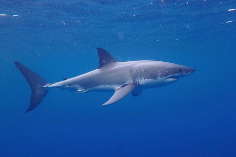 White Shark Tour With Optional Cage Dive From Port Lincoln - Tourism Hervey Bay 5