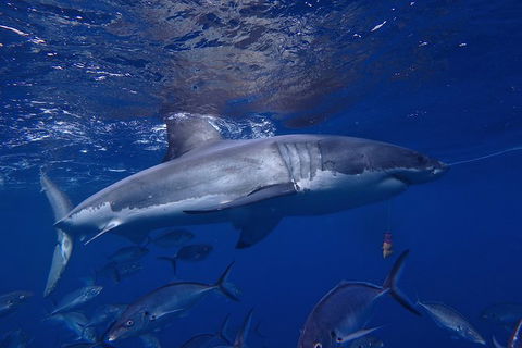 White Shark Tour With Optional Cage Dive From Port Lincoln - Tourism Hervey Bay 6