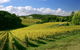 McLaren Vale And Glenelg Wine Tasting And Sightseeing (Half-day Afternoon) - thumb 3