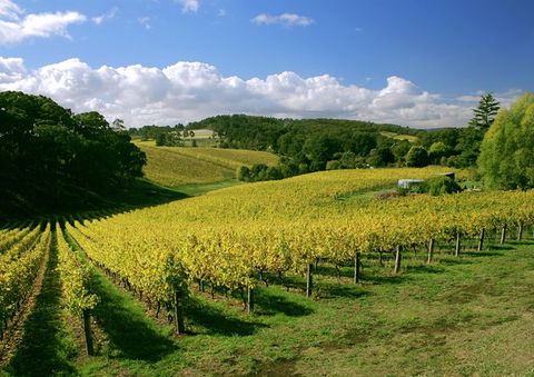 McLaren Vale And Glenelg Wine Tasting And Sightseeing (Half-day Afternoon) - Hervey Bay Accommodation 3