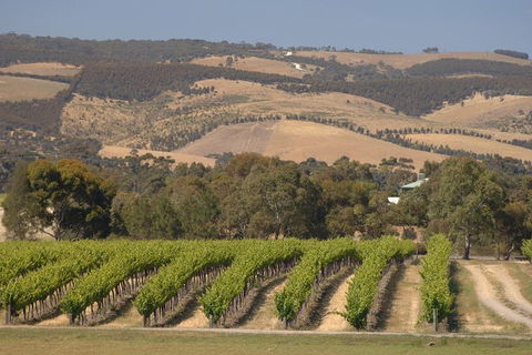 McLaren Vale And Glenelg Wine Tasting And Sightseeing (Half-day Afternoon) - Hervey Bay Accommodation 9
