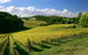 McLaren Vale And Glenelg Wine Tasting And Sightseeing (Half-day Afternoon) - thumb 6