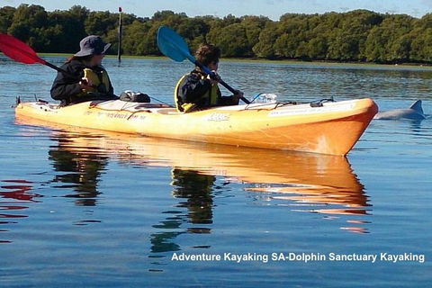Adelaide Dolphin Sanctuary And Ships Graveyard Kayak Tour - Hervey Bay Accommodation 0