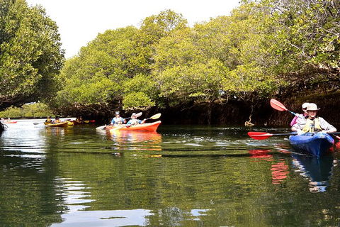 Adelaide Dolphin Sanctuary And Ships Graveyard Kayak Tour - Hervey Bay Accommodation 8