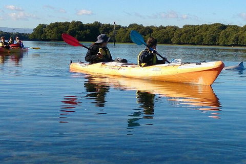 Adelaide Dolphin Sanctuary And Ships Graveyard Kayak Tour - Hervey Bay Accommodation 3