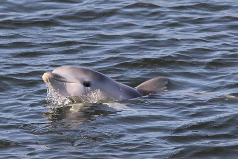 Adelaide Dolphin Sanctuary And Ships Graveyard Kayak Tour - Hervey Bay Accommodation 6