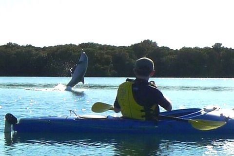 Adelaide Dolphin Sanctuary And Ships Graveyard Kayak Tour - Hervey Bay Accommodation 2