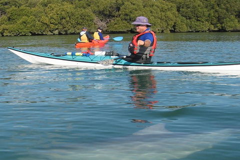 Adelaide Dolphin Sanctuary And Ships Graveyard Kayak Tour - Hervey Bay Accommodation 5