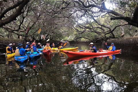 Adelaide Dolphin Sanctuary And Ships Graveyard Kayak Tour - Hervey Bay Accommodation 10