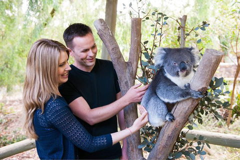 Adelaide Central Market With Cleland Wildlife Park And Mount Lofty Summit - Hervey Bay Accommodation 1