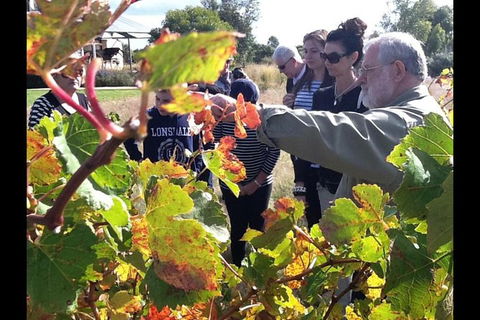 Barossa Valley Via Hahndorf ( Historical German Village ) Inc Maggie Beers Farm - Hervey Bay Accommodation 4