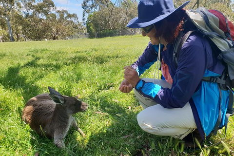 Mount Lofty Hike And Cleland Wildlife Park Day Trip From Adelaide - Hervey Bay Accommodation 6