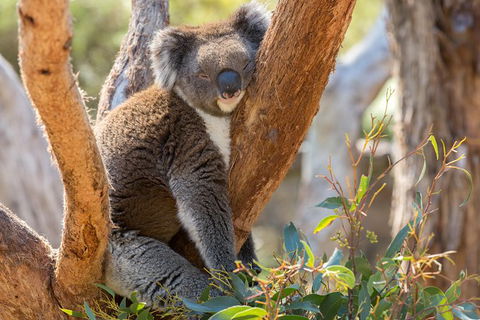 Mount Lofty Hike And Cleland Wildlife Park Day Trip From Adelaide - Hervey Bay Accommodation 4
