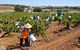 Clare Valley Intimate Winery Tour By Private Limo From Adelaide - thumb 2