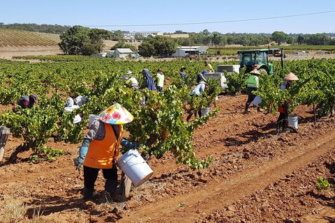 Clare Valley Intimate Winery Tour By Private Limo From Adelaide - Hervey Bay Accommodation 2