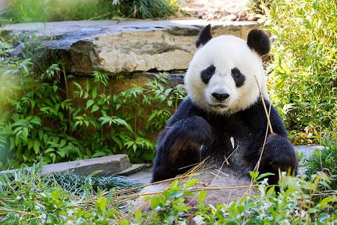 Adelaide Zoo Behind The Scenes Experience: Exclusive Giant Panda Experience - Hervey Bay Accommodation 1
