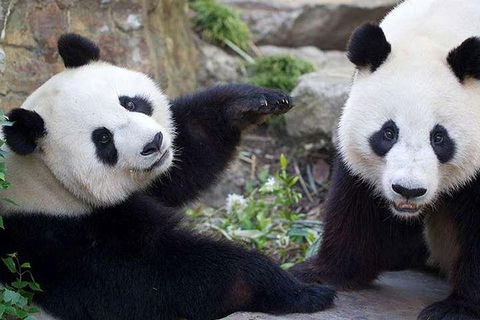 Adelaide Zoo Behind The Scenes Experience: Exclusive Giant Panda Experience - Hervey Bay Accommodation 0