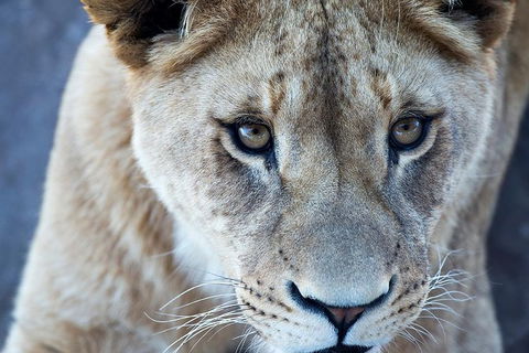 Lions At Bedtime And A Day At Monarto Safari Park - Hervey Bay Accommodation 1