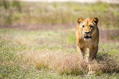 Lions At Bedtime And A Day At Monarto Safari Park - Hervey Bay Accommodation 0