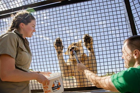 Lions 360 Experience And A Day At Monarto Safari Park - Hervey Bay Accommodation 1