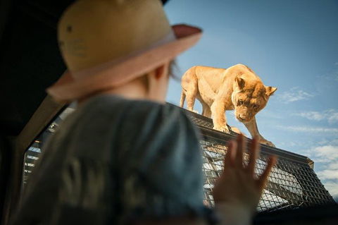 Lions 360 Experience And A Day At Monarto Safari Park - Hervey Bay Accommodation 0