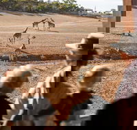 Monarto Safari Park General Admission Ticket - Hervey Bay Accommodation