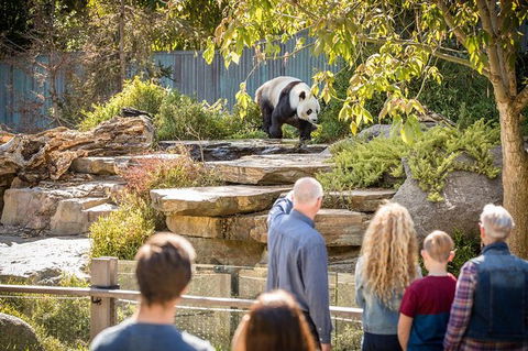 Adelaide Zoo Behind The Scenes Experience: Panda And Friends Tour - Hervey Bay Accommodation 0