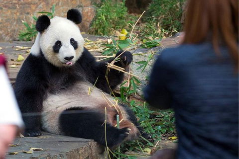 Adelaide Zoo Behind The Scenes Experience: Panda And Friends Tour - Hervey Bay Accommodation 1