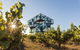 Micro-Group McLaren Vale Wine Tour From Adelaide - thumb 3