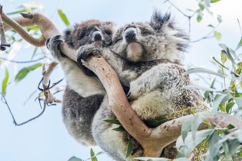 Adelaide To Melbourne 3-Day Trip Through Grampians And Great Ocean Road - Hervey Bay Accommodation 1
