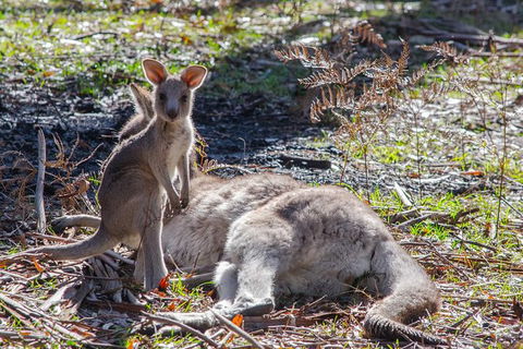 Adelaide To Melbourne 3-Day Trip Through Grampians And Great Ocean Road - Hervey Bay Accommodation 5