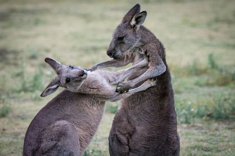 Adelaide To Melbourne 3-Day Trip Through Grampians And Great Ocean Road - Hervey Bay Accommodation 10