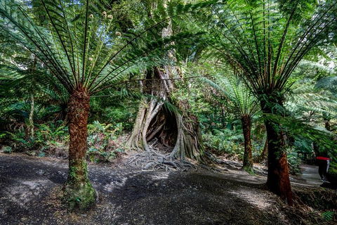Adelaide To Melbourne 3-Day Trip Through Grampians And Great Ocean Road - Hervey Bay Accommodation 4