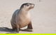 2-Day Kangaroo Island 4WD Small-Group Tour From Adelaide - thumb 0
