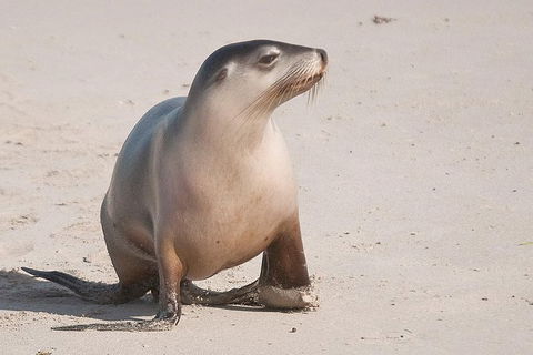 2-Day Kangaroo Island 4WD Small-Group Tour From Adelaide - Hervey Bay Accommodation 0