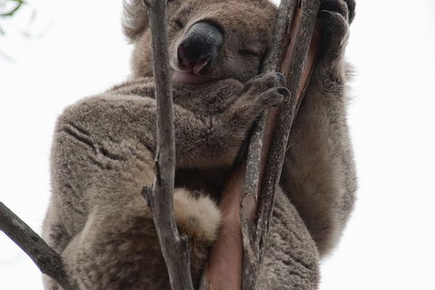 2-Day Kangaroo Island 4WD Small-Group Tour From Adelaide - Hervey Bay Accommodation 1
