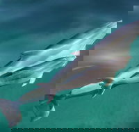 Dolphin Cruise from Adelaide with Optional Dolphin Swim - Hervey Bay Accommodation