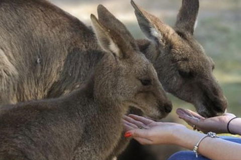 Full-Day Tour In South Australia Highlights - Hervey Bay Accommodation 7