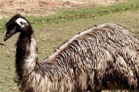 Full-Day Tour In South Australia Highlights - Hervey Bay Accommodation 3