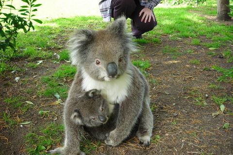 3-Day Adelaide To Melbourne Tour Including The Great Ocean Road - Hervey Bay Accommodation 8