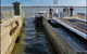 Coorong National Park Wildlife Cruise From Goolwa - thumb 4