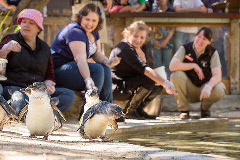 Adelaide Zoo Behind The Scenes Experience: Penguins In Person - Hervey Bay Accommodation 0