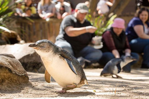 Adelaide Zoo Behind The Scenes Experience: Penguins In Person - Hervey Bay Accommodation 1