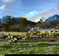 Alpaca Farm 2 hour Tour - Hervey Bay Accommodation