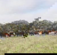 Waitpinga Farm Quad-Bike Tour - Hervey Bay Accommodation