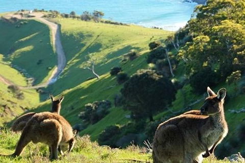 McLaren Vale And Fleurieu Peninsula Day Trip By 4WD Including Gourmet Picnic Lunch - Tourism Hervey Bay 1