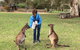 Adelaide Highlights And Hahndorf Tour With Optional River Cruise - thumb 3